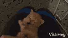 Cleaning Paws GIF - Cleaning Paws Kitten GIFs