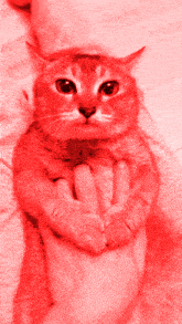 Tole Tole Cat GIF - Tole Tole Cat Red GIFs