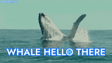 Whale Hello There Hodl GIF