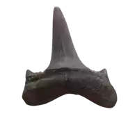 a fossil of a shark 's tooth is against a white background