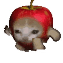 cat apple