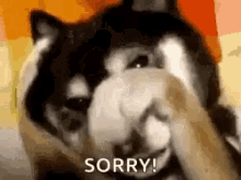 Sad Dog Sorry GIF