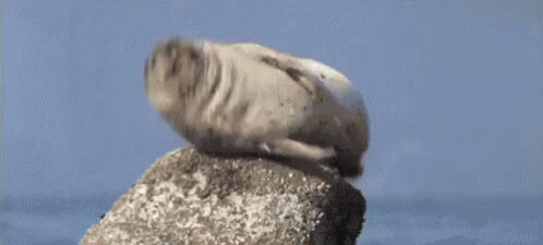 Hiccup GIF - Seal GIFs