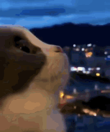Radlcies Cat GIF - Radlcies Cat Staring Out Window GIFs