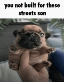 a pug puppy is being held in someone 's hand with the caption " you not built for these streets son