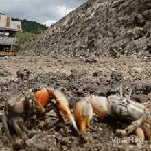 Crabs Fighting Viralhog GIF