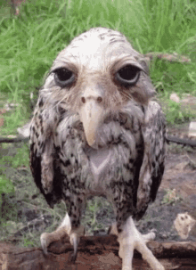 Wet Owl Peepeelilius GIF - Wet Owl Peepeelilius Beautiful Eyes GIFs