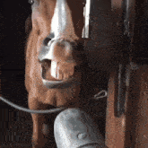 a close up of a horse 's mouth with a shoe in front of it
