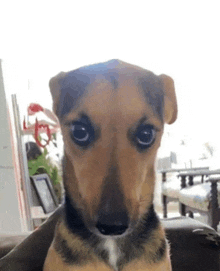 a small brown dog is sitting on a couch and looking at the camera with a white background .