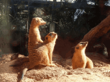 Animals Cute GIF - Animals Cute Meerkats GIFs
