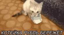 кот украл 1000 рублей животное GIF - Kitten Money Bite GIFs