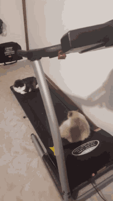 Rolling Treadmill GIF - Rolling Treadmill Cat GIFs