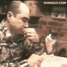 Cat Hey Human GIF - Cat Hey Human Give Me Some GIFs