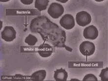 Immune System Science GIF - Immune System Science Cell GIFs