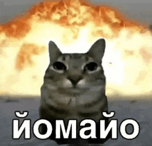 a cat is sitting in front of a large explosion with the word omaio written on the bottom .
