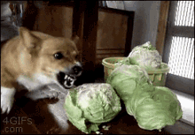 cabbage dog doggo corgi mad