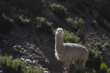 Alpaca GIF - Alpaca GIFs