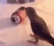 Parrot Can GIF - Parrot Can Dancing GIFs