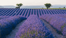Provence GIF - Provence GIFs