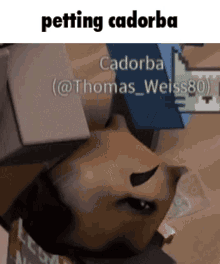Petting Cadorba GIF - Petting Cadorba Roblox GIFs