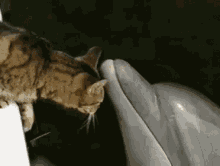 Funny Animals Cats GIF - Funny Animals Cats I Boop You GIFs