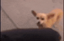 a small dog is standing next to a person 's leg on the sidewalk .