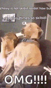 a dog is sitting next to a girl who is covering her face with her hands and says omg !!!
