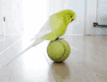 Bird Parakeet GIF - Bird Parakeet Ball GIFs