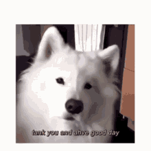 Dog Cute GIF - Dog Cute Samoyed GIFs