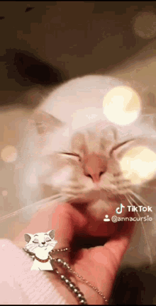 Grattini Cute GIF - Grattini Cute Cat GIFs