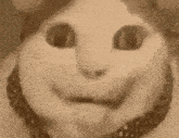 a close up of a cat 's face making a funny face