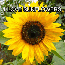 I Love Sunflowers Sunflowers GIF - I Love Sunflowers Sunflowers Shoodrill GIFs