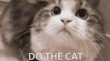 Cat Yes GIF - Cat Yes Nod GIFs