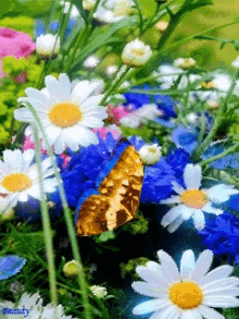 butterflies blue