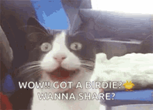 Cat Car GIF - Cat Car Excited GIFs