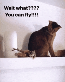 Cat Surprised GIF - Cat Surprised Canyoufly GIFs