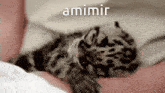 kamui leopard snow leopard good night a mimir