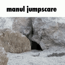 Manul Pallas Cat GIF - Manul Pallas Cat Jumpscare GIFs