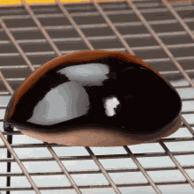 a close up of a piece of chocolate sitting on a wire rack