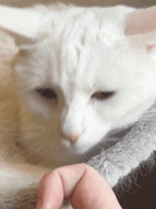 a close up of a white cat with a person 's finger