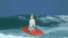 Chillin GIF - Dog Jack Russell Terrier Surfing GIFs
