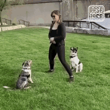 dogs dog stunts trained dog cute