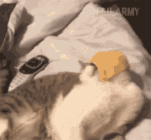 Lazy Tired GIF