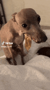Gf4wonu Dog Eating GIF - Gf4wonu Dog Eating Dog Tiktok GIFs