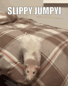 Slippy Rat GIF - Slippy Rat GIFs