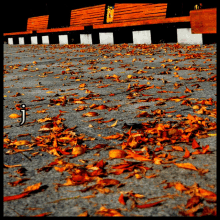 a bunch of leaves on the ground with the letter j visible