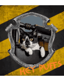 hufflepuff cat