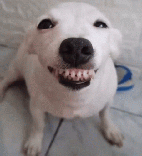Smile dog creepypasta HD wallpapers  Pxfuel