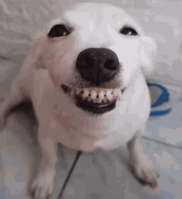 dog smiling tumblr