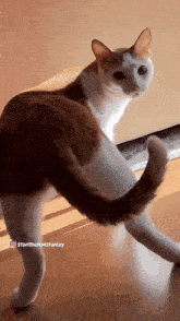 a brown and white cat standing on a wooden floor with the name stanthehanstanley on the bottom right
